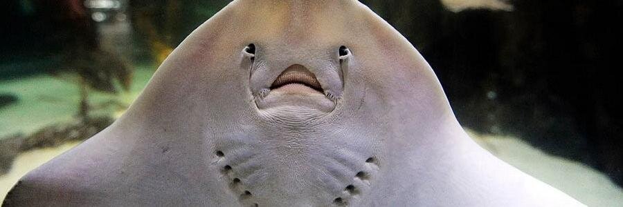 🏳️‍🌈толик эмпатии 🇺🇦 banner