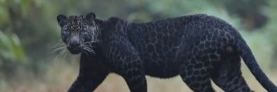 BLACK CAT 🐈‍⬛ 🐈‍⬛ banner