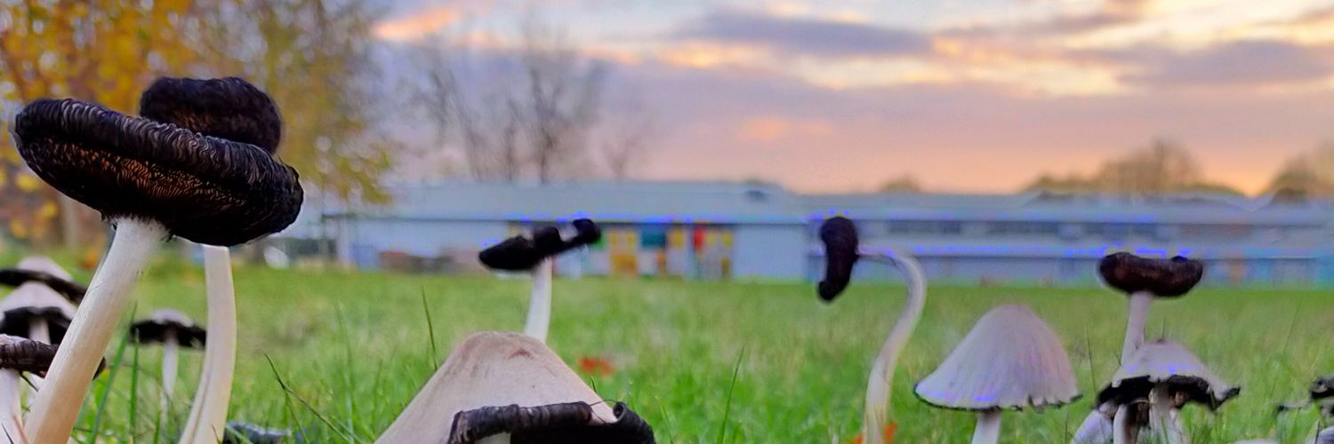 CreativeCuriosityFS banner