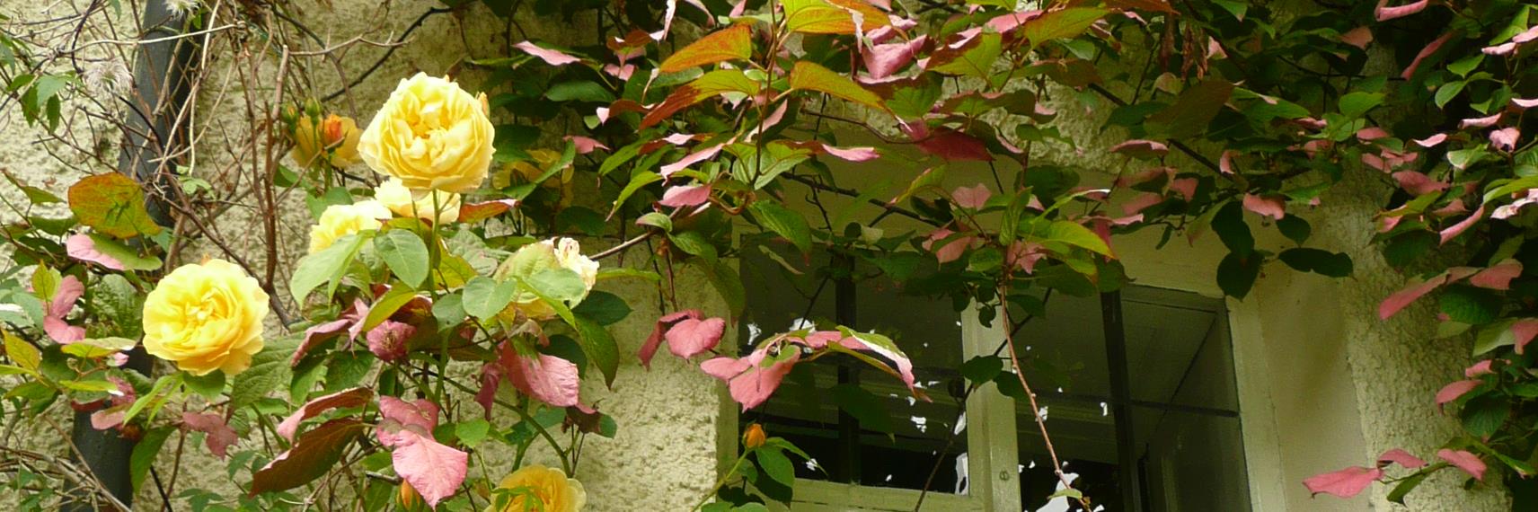 moryrose's profile banner image