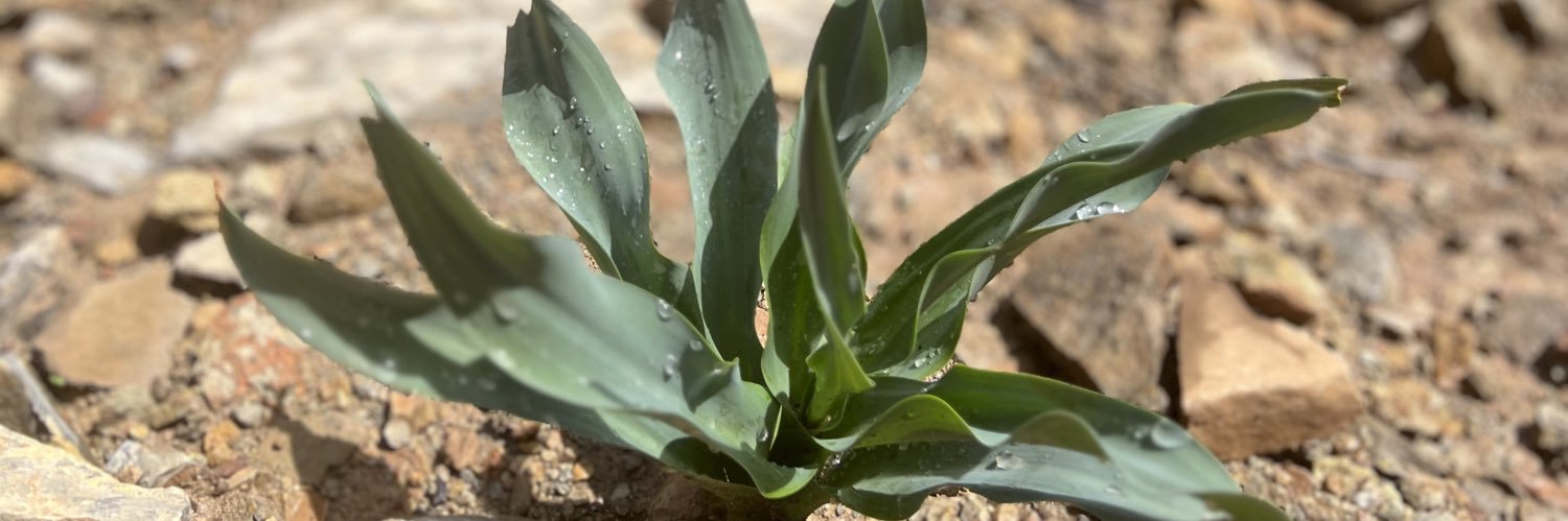 Brooke and Jubal banner