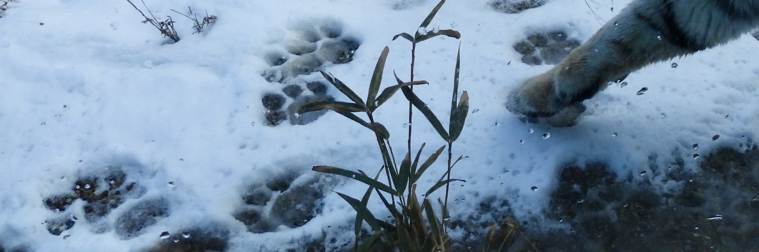 ちょくちゃん banner