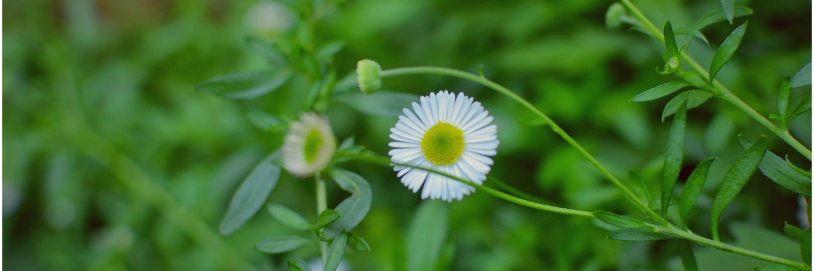 BAG CHASER 🇺🇬 banner