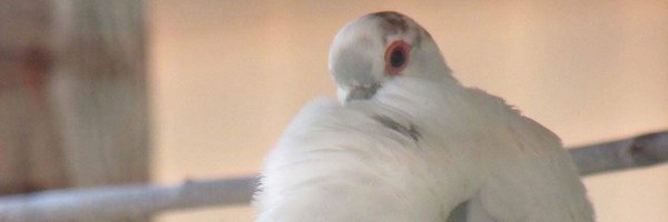 pidgeknit Profile Banner