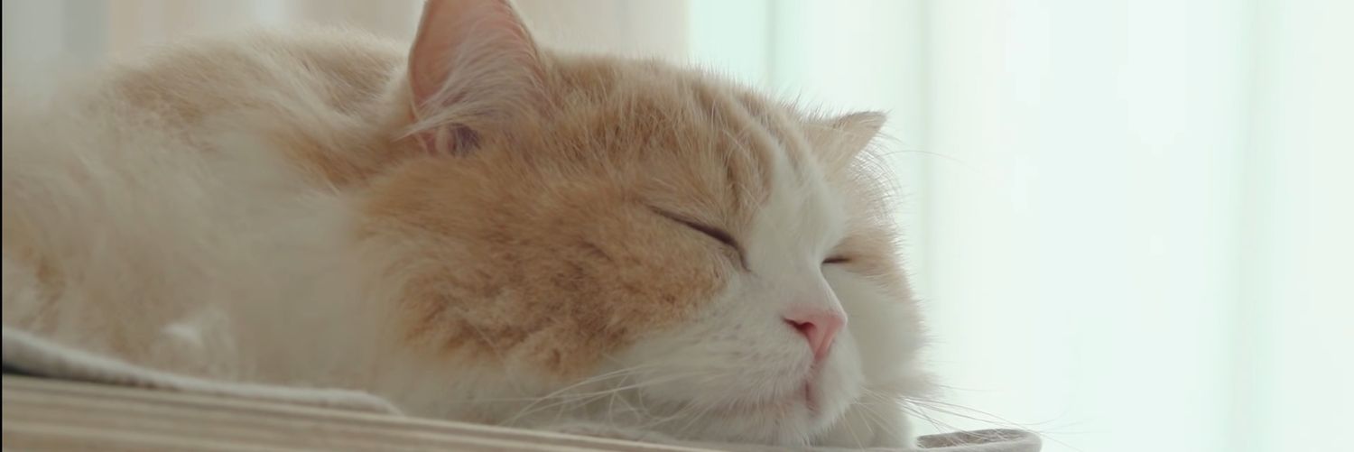 netnotmee 👀 banner