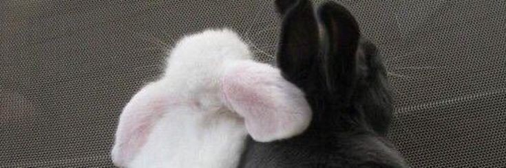 transji truther banner