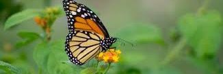 الــ🦋ـــراشـه🦋08🦋 banner