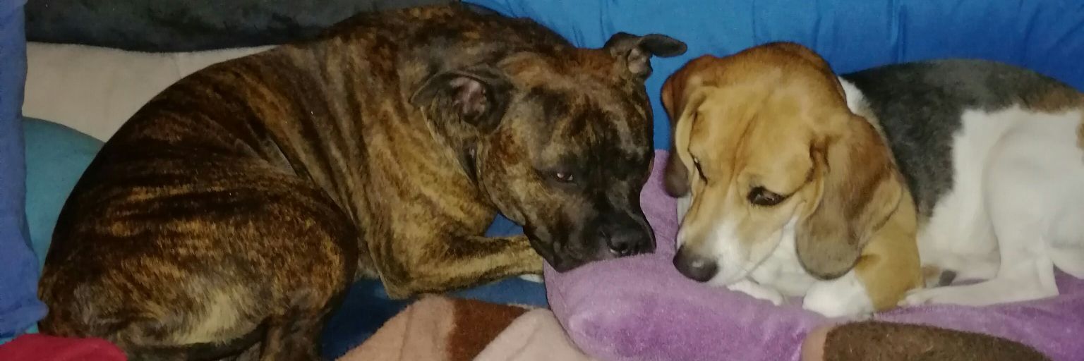 🐶🐾❤️ Lassie & Trude 🐾❤️🦮 & Bodo🐾🐶🖤🌈 banner