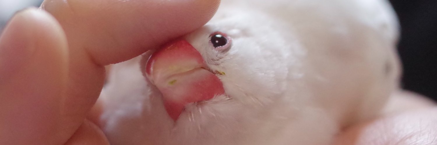 FlashTiger 🦜 banner