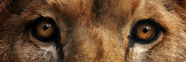 Independent 🐐's banner