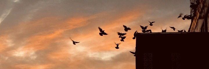abse_el's profile banner image