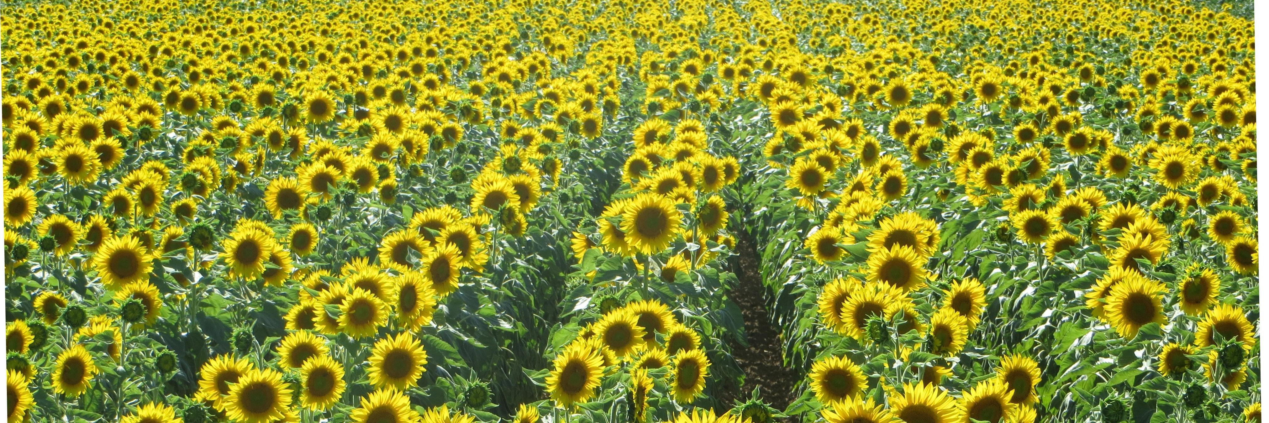 Theresa Hudson banner