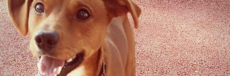 VCamillee's profile banner image