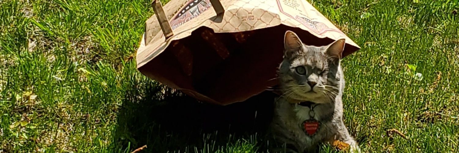 SwifferKitty1's profile banner image