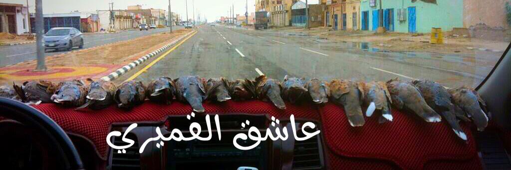 41_ziad's profile banner image