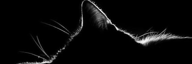 _contempt's profile banner image