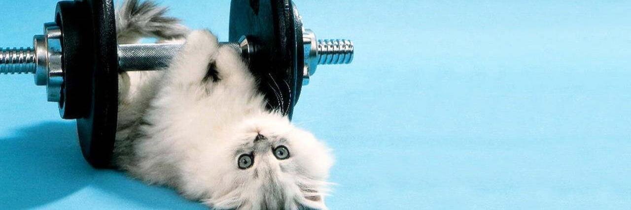 KittyCatSong1's profile banner image