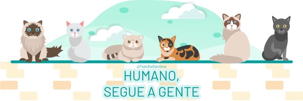 Todo Dia Gatinhos 🐾 Profile Banner