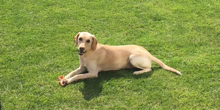 Helen grainger banner