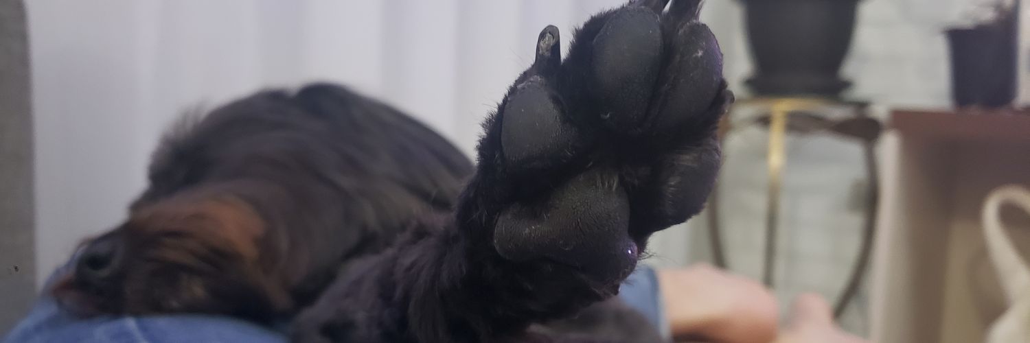 luisarigobeli's profile banner image