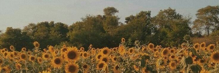 pandemonio94's profile banner image
