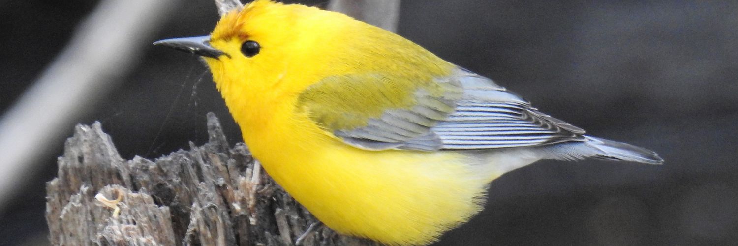 Jarod Hitchings banner