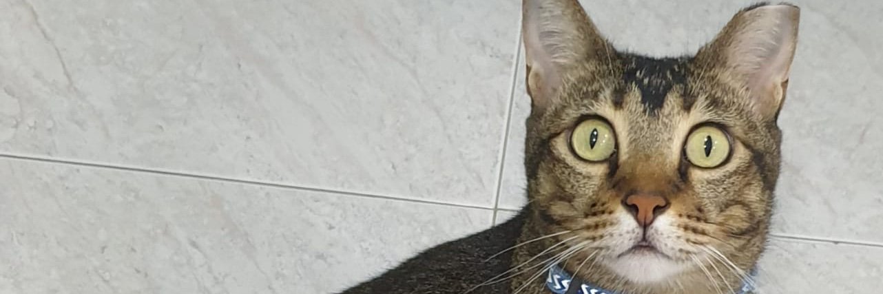 田中 恵美子 banner