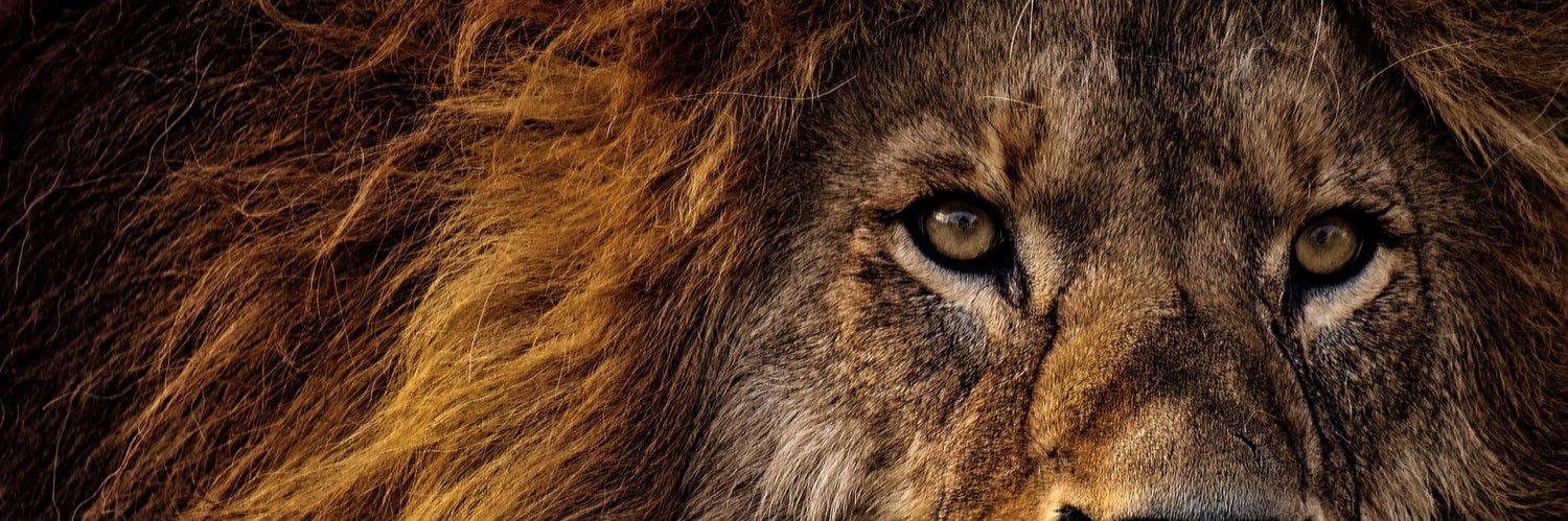 AnimalShowcase's profile banner image