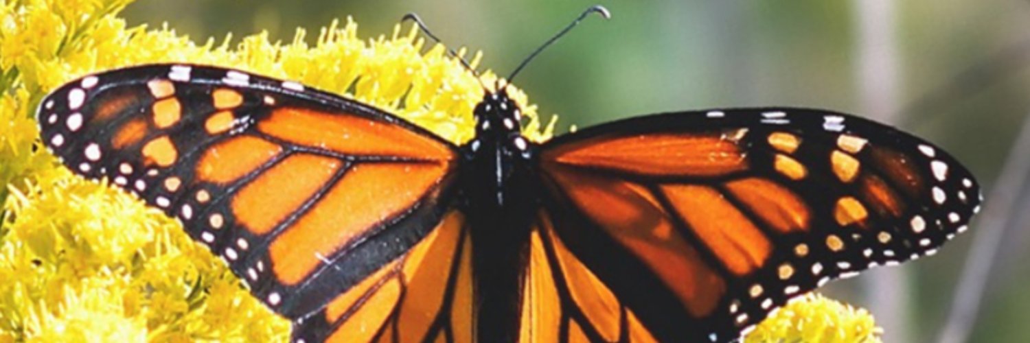 DesignsWilfreda's profile banner image