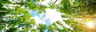 Greengi37049278's profile banner image