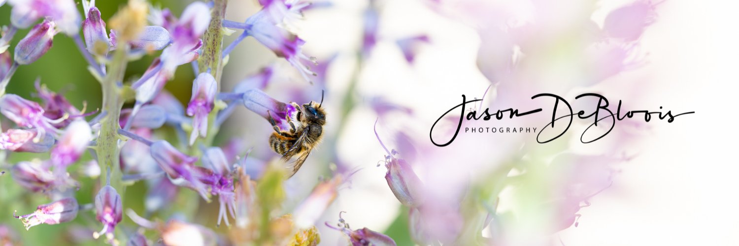 Jason DeBloois Photography banner