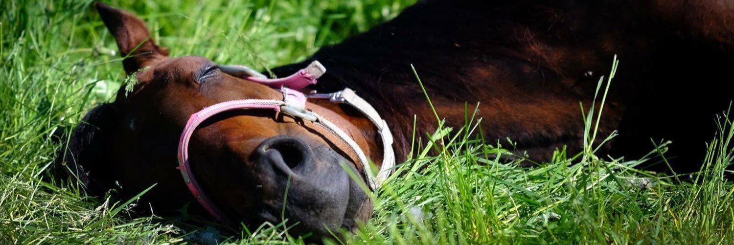 inezlandstrom's profile banner image