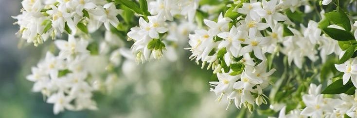 وحیده 🌷 banner