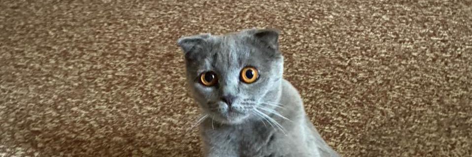 Вова Пашутти🤡 banner