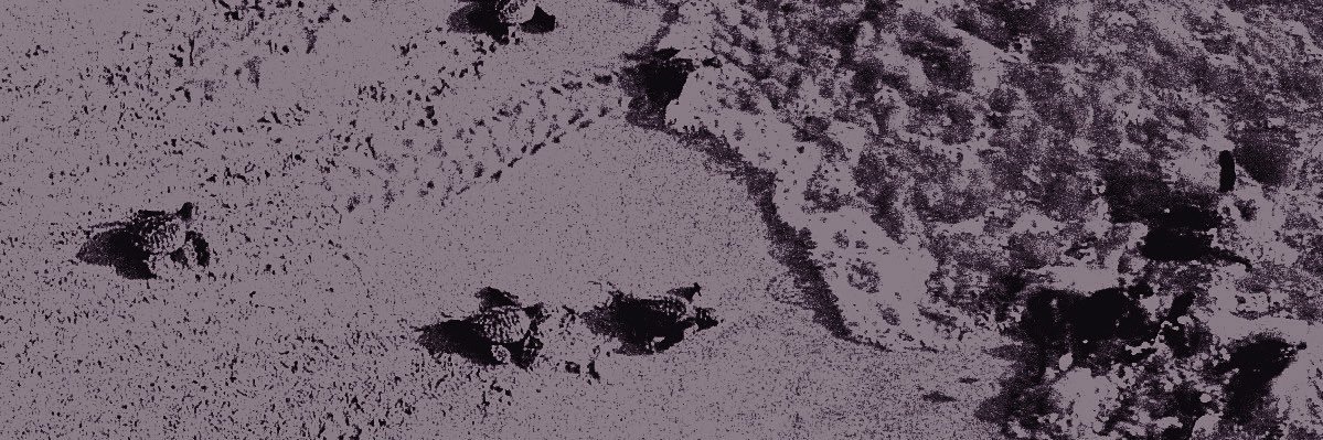 ‍ ‍ ‍ . ‍ ݁ ‍ ⊹ KIE banner