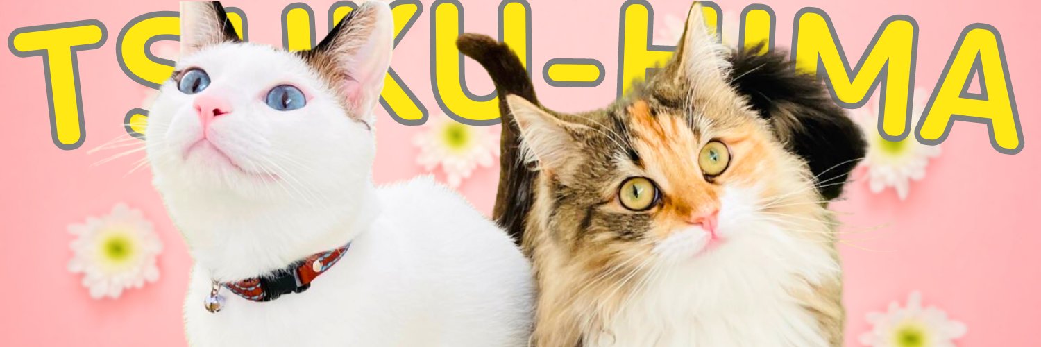 アクビ猫つくね🐾's banner