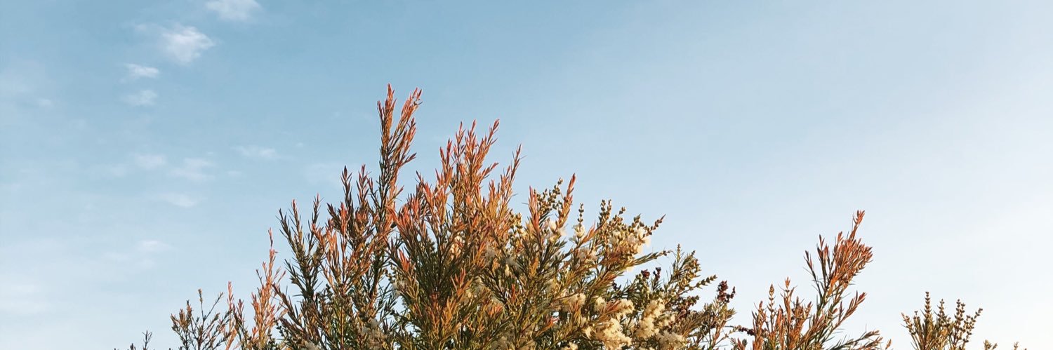 Pocgie's profile banner image