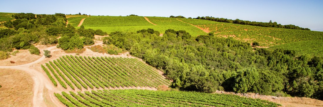 Mark Williams banner