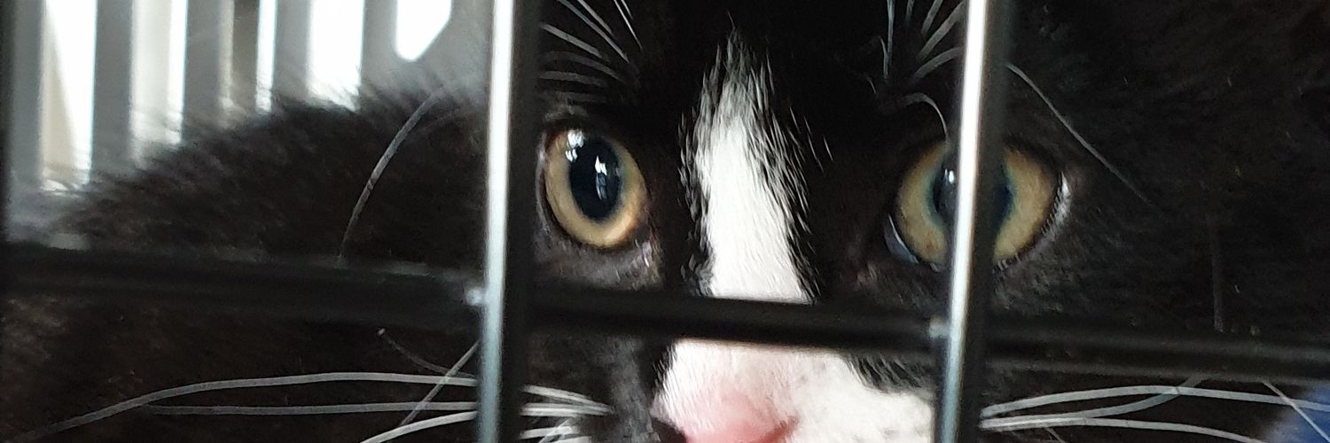OriCatGirl's profile banner image