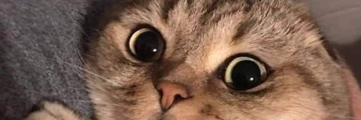 NPNAKRAPP55's profile banner image