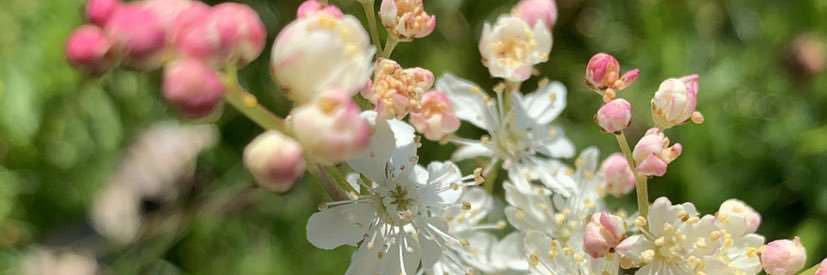 floralfee's profile banner image