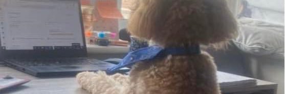 Aisling Foran banner