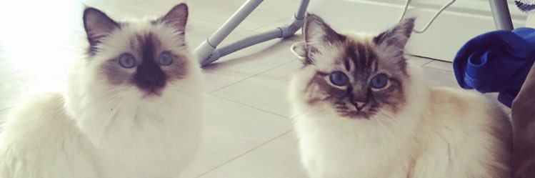 Dr Robyn Bullingham banner