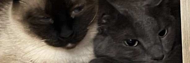 DEFBYJ's profile banner image