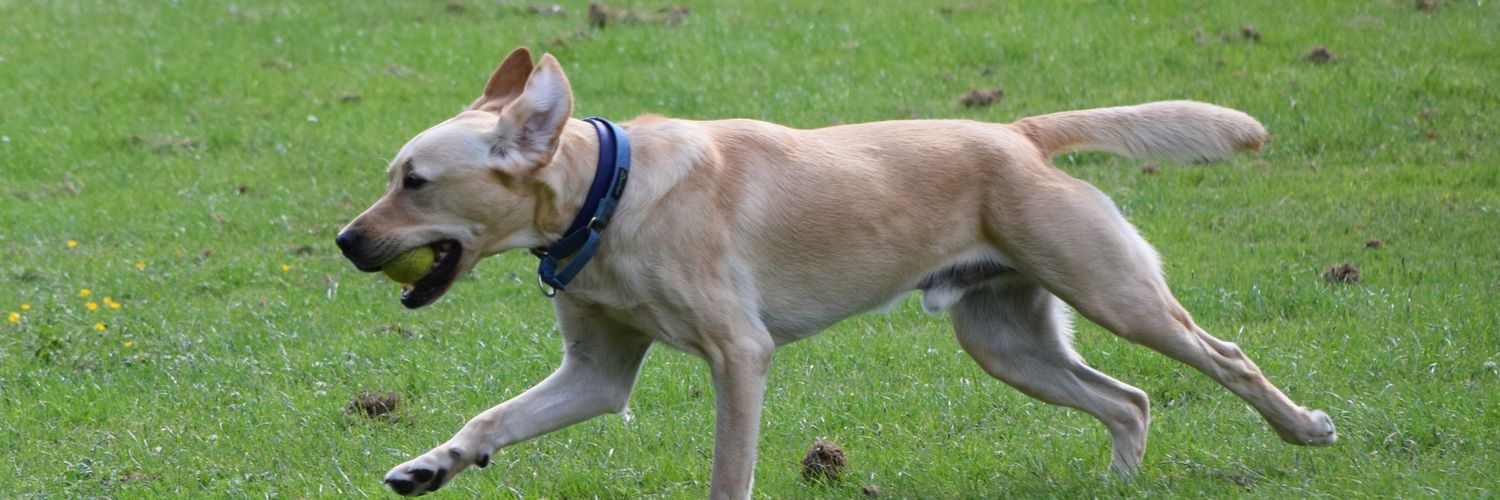 BennytheDogBlog banner