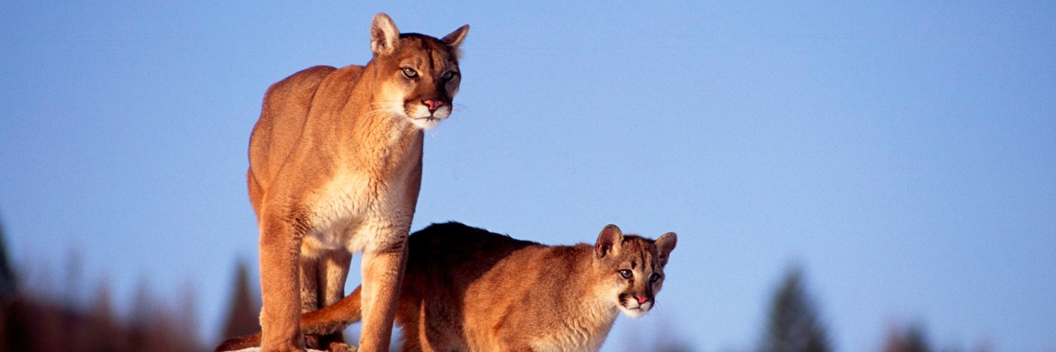 Center for Human-Carnivore Coexistence banner