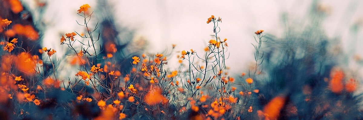 dreamingvirtue's profile banner image