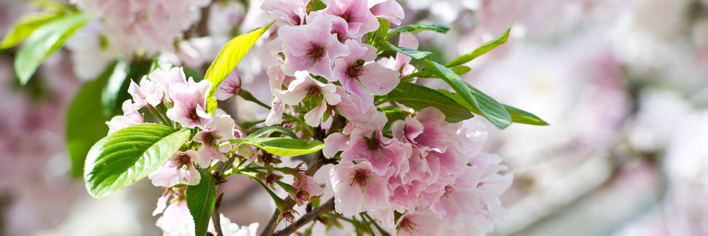 The Telegraph banner