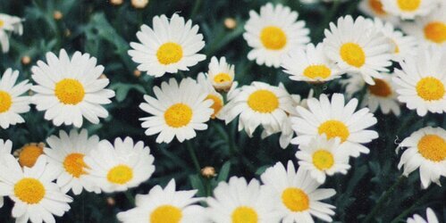 SamiiLozano's profile banner image