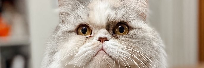 Meow_____sheed's profile banner image